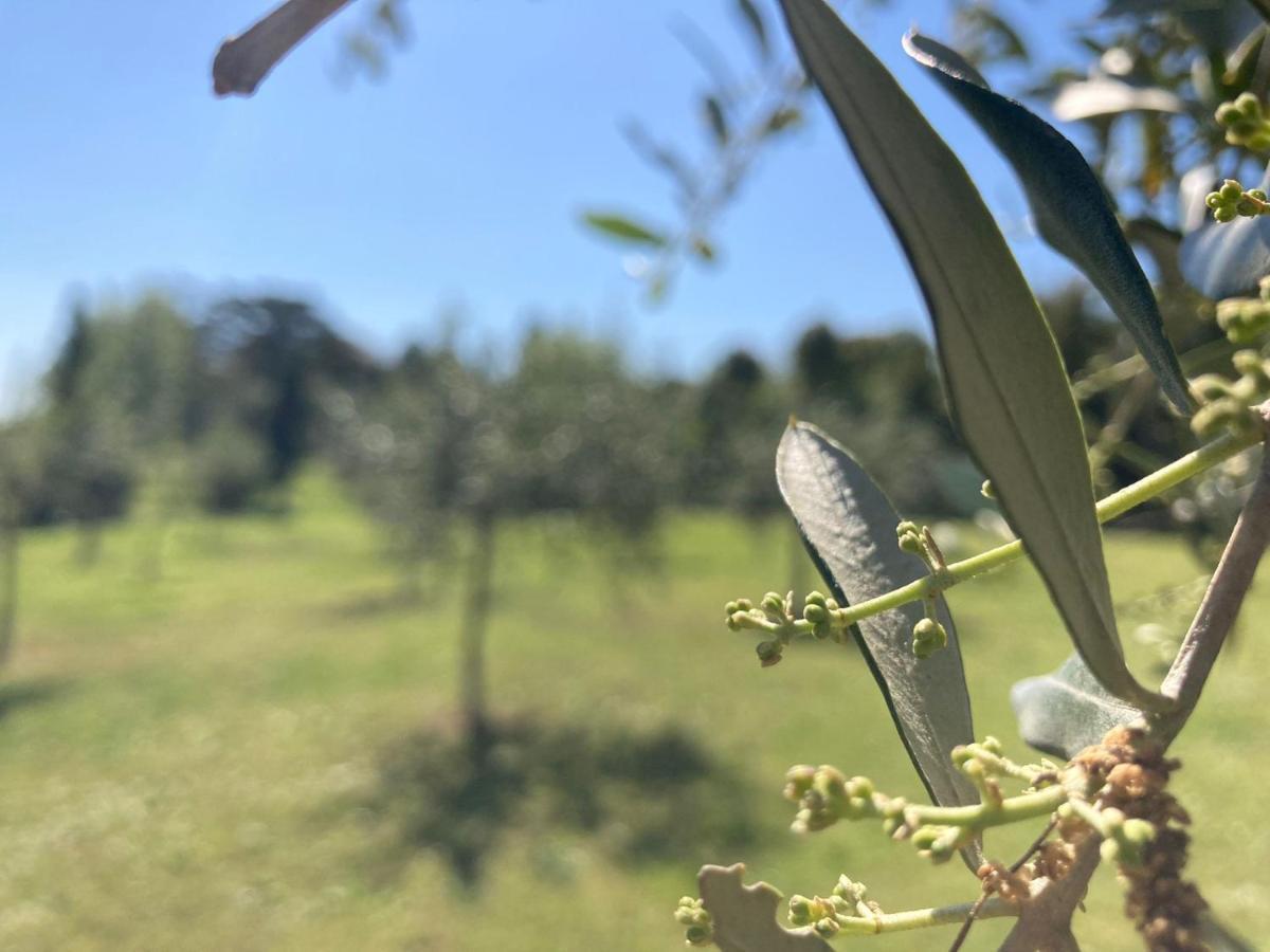 Tenuta Poggio Alla Farnia Fauglia 外观 照片